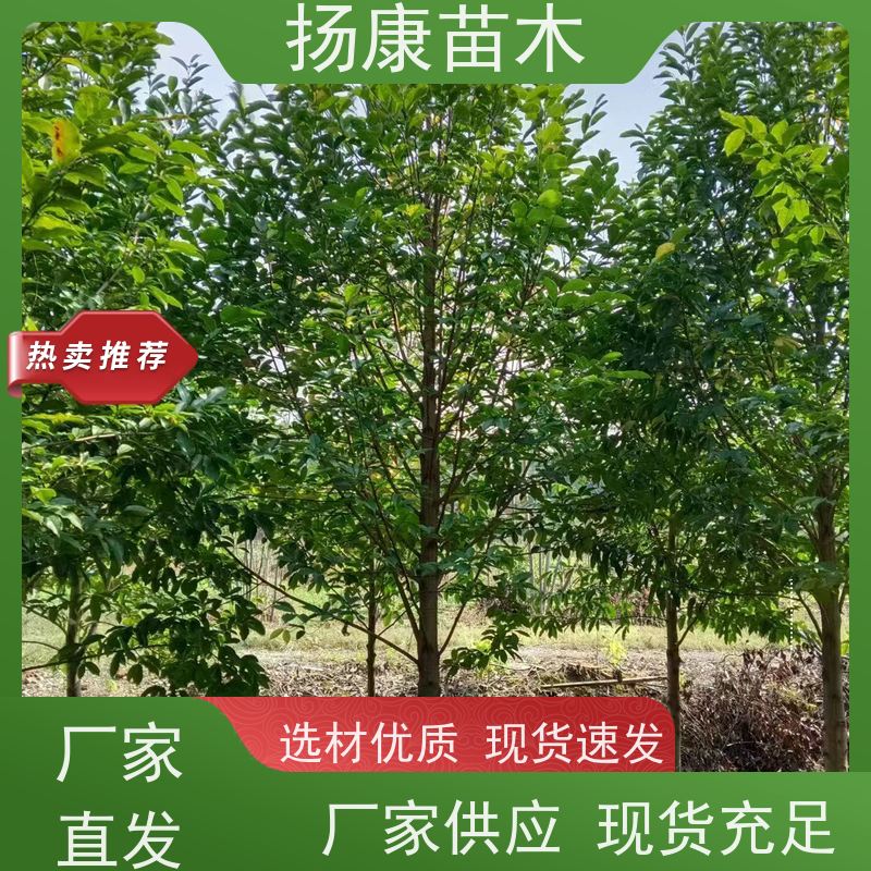 25公分乐昌含笑 枝叶繁茂 四季常青行道树 培育基地