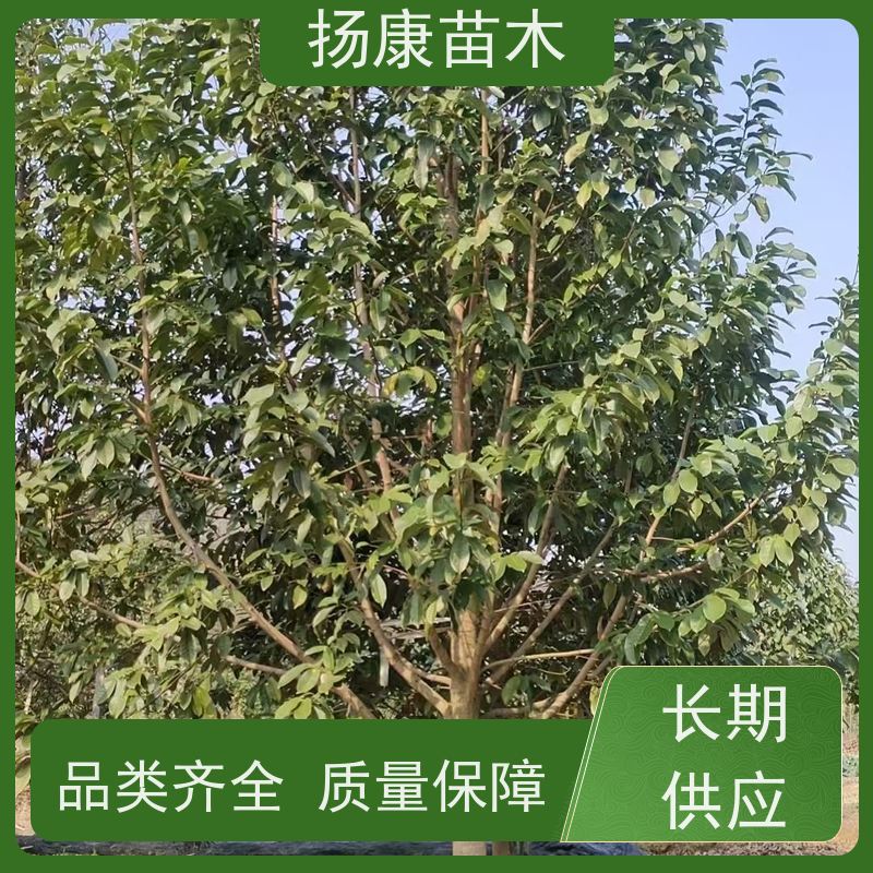 19公分乐昌含笑 花木基地 公园绿化行道树 源头厂家