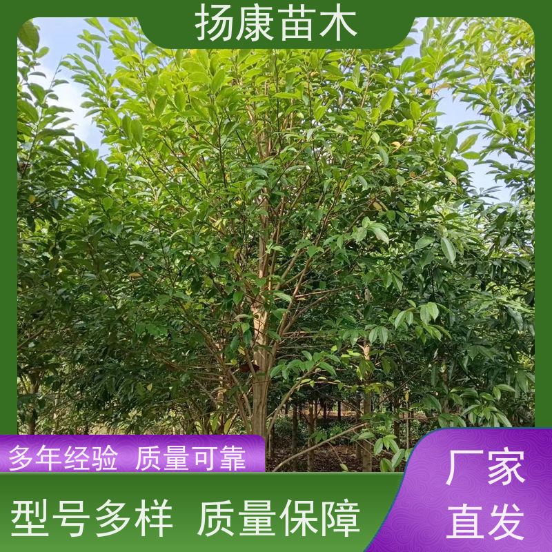 35公分乐昌含笑 行道树系列树种养护 树形优美 苗木批发