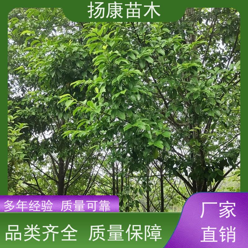 11公分乐昌含笑 行道树系列树种养护 种植基地