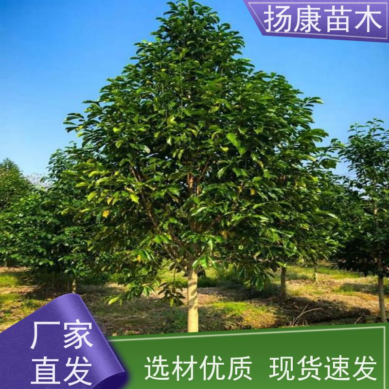 乐 昌含笑 竖形常绿灌木绿植适用于园林绿化 苗木批发