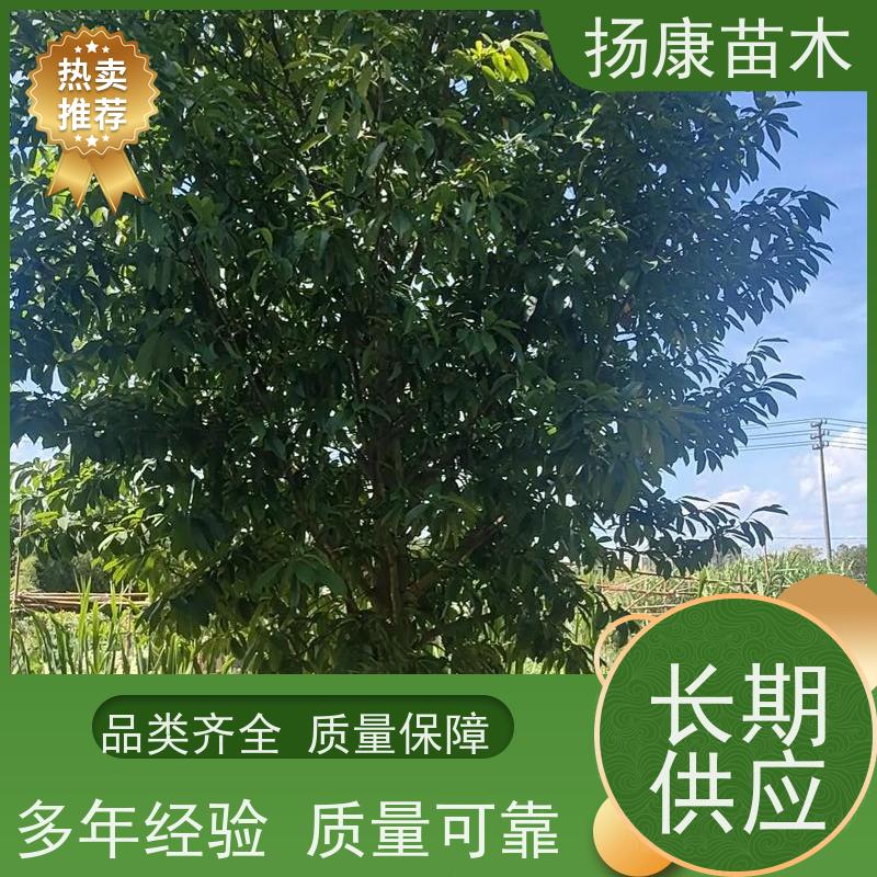 20公分乐昌含笑 园林景区栽植 精致美丽 现挖现卖