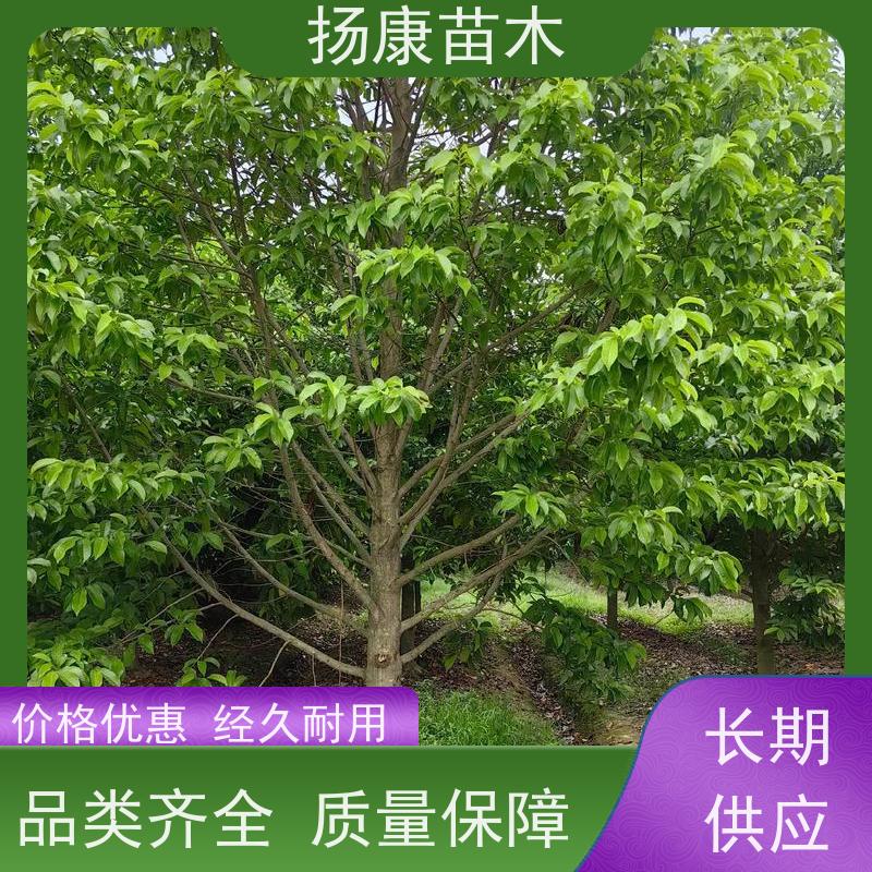 16公分乐昌含笑 园林庭院造景植物 适用性强 苗木批发