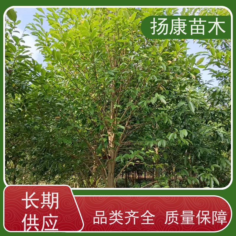 13公分乐昌含笑 树形优美 工厂绿化可用 培育基地