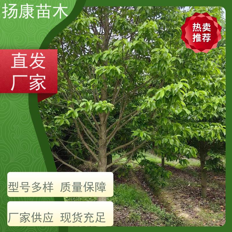 14公分乐昌含笑 园林景区栽植 精致美丽 种植基地