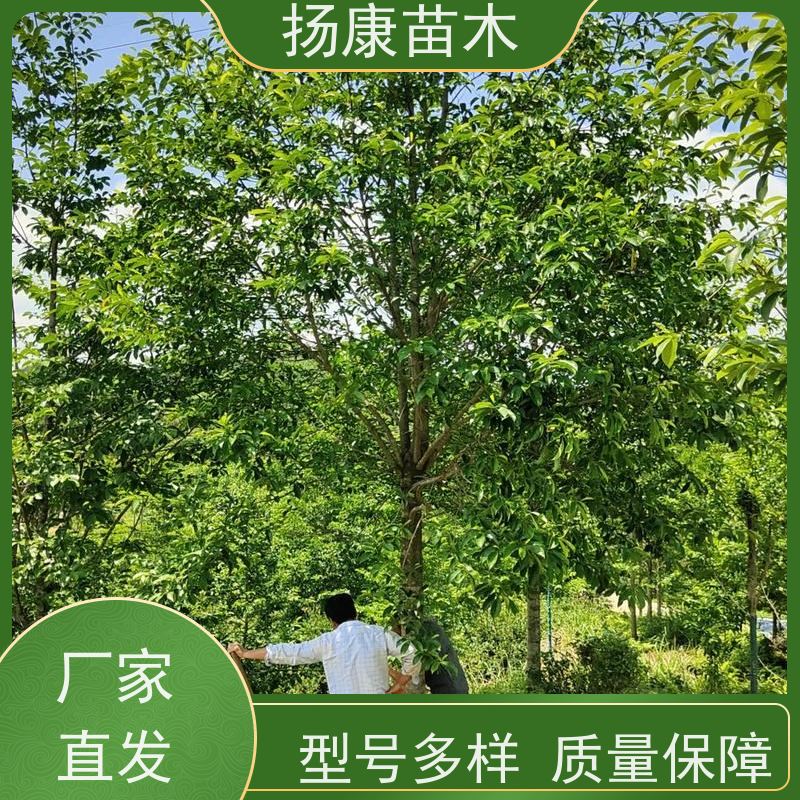 40公分乐昌含笑 树形优美 工厂绿化可用 培育基地