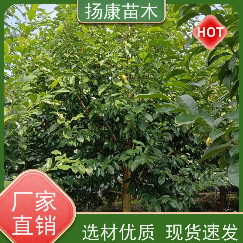 40公分乐昌含笑 花木基地 公园绿化行道树 实地看苗 