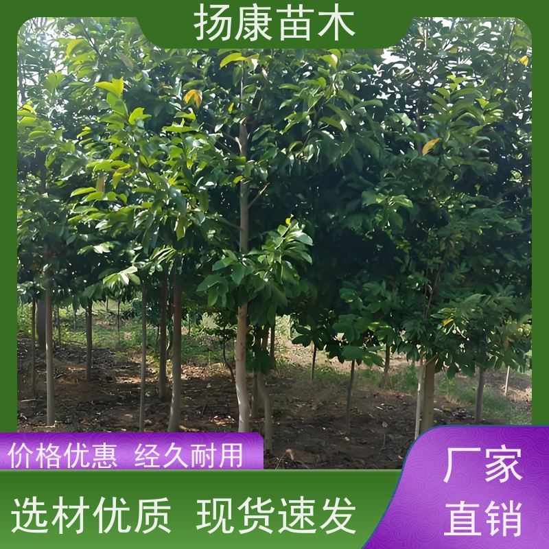 11公分乐昌含笑 公园绿化 露地种植 适应性强 高成活率