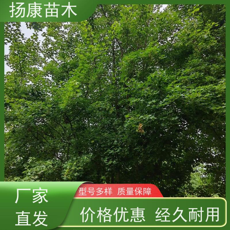 16公分乐昌含笑 园林庭院造景植物 适用性强 批发销售