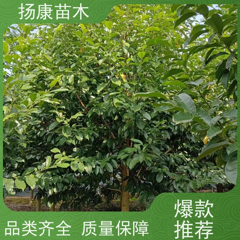 40公分乐昌含笑 树形优美 工厂绿化可用 实地看苗 