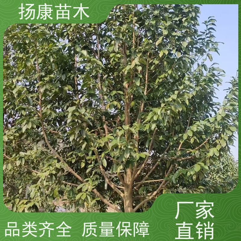19公分乐昌含笑 花木基地 公园绿化行道树 高成活率