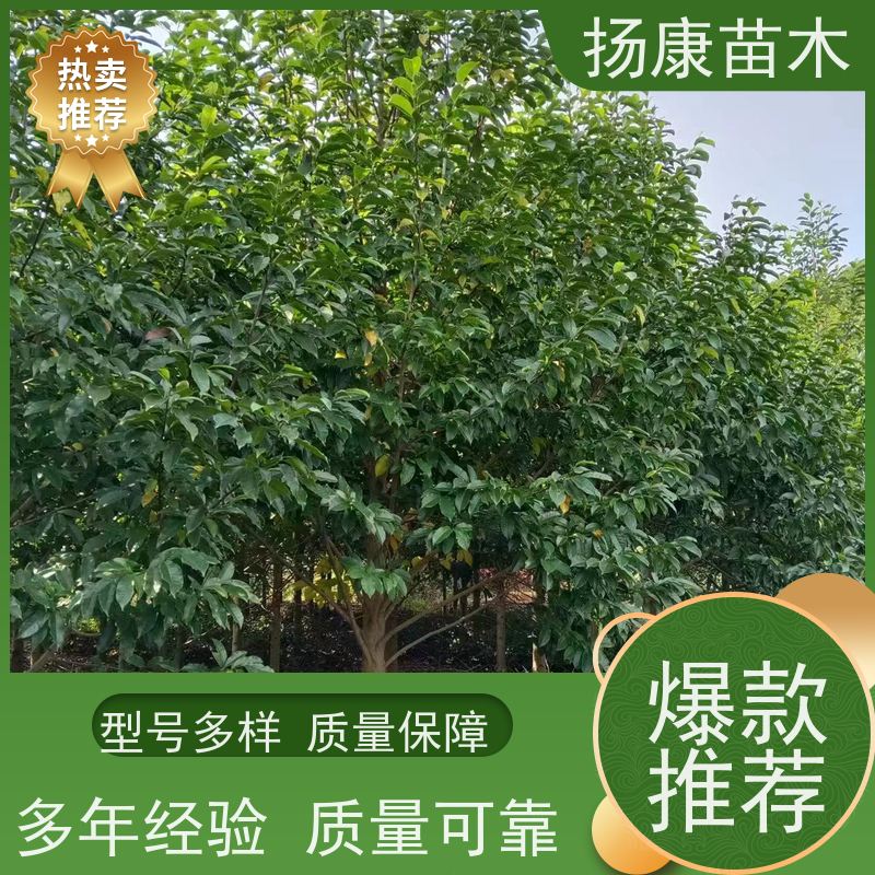 18公分全冠乐昌含笑 园林庭院造景植物 适用性强 大量供应