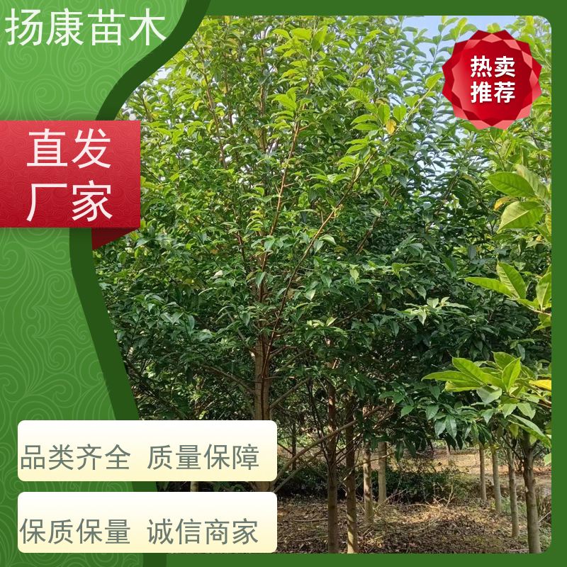 18公分乐昌含笑 枝叶繁茂 四季常青行道树 苗木批发