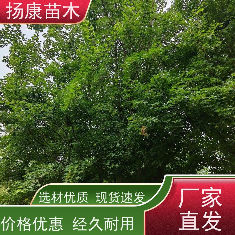 14公分乐昌含笑 行道树系列树种养护 树形优美 现挖现卖