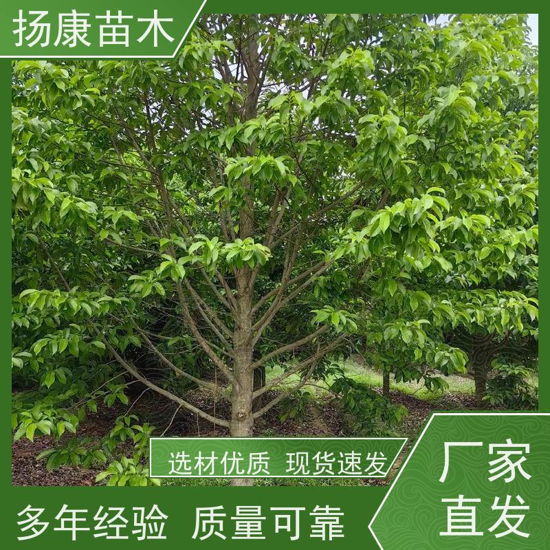 14公分乐昌含笑 园林景区栽植 精致美丽 高成活率