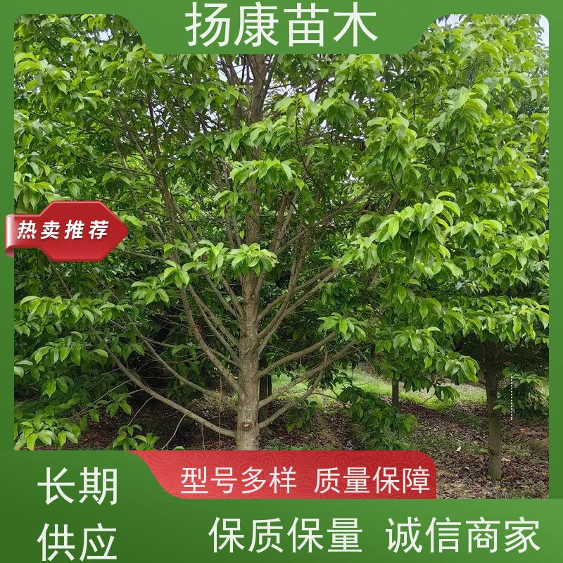 19公分乐昌含笑 园林庭院造景植物 适用性强 种植基地