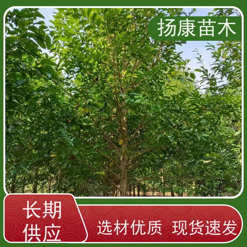 9公分乐昌含笑 竖形常绿灌木绿植适用于园林绿化 批发销售