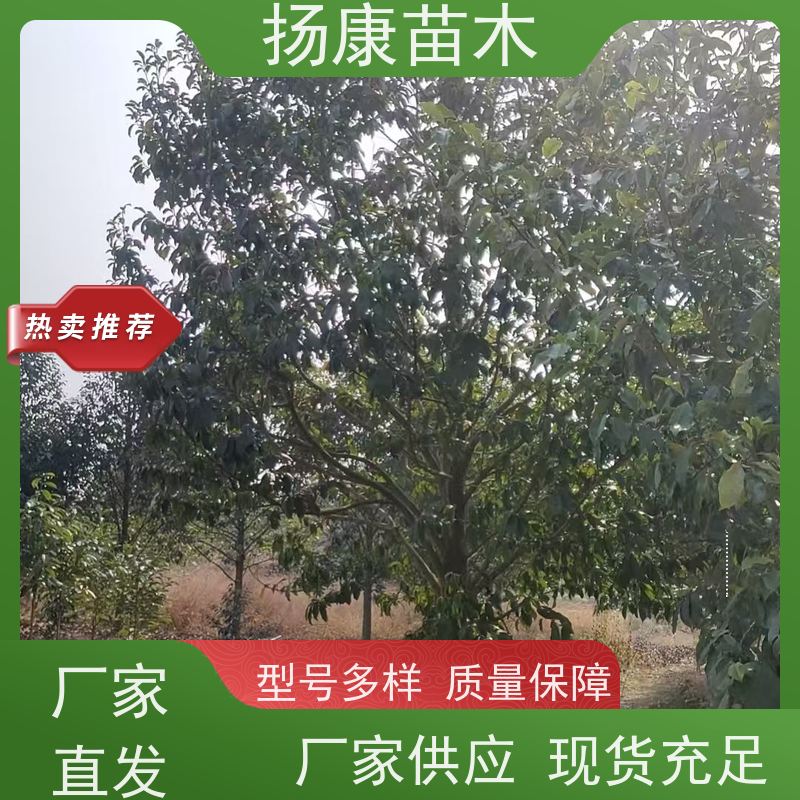 30公分乐昌含笑 公园绿化 露地种植 适应性强 易成活
