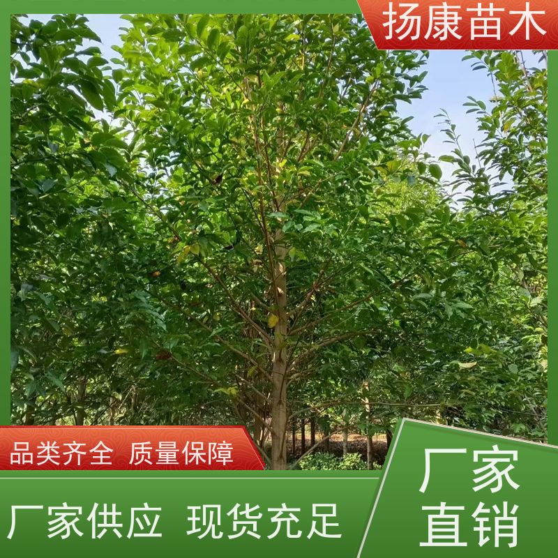 18公分全冠乐昌含笑 适用园林风景街道 苗木批发