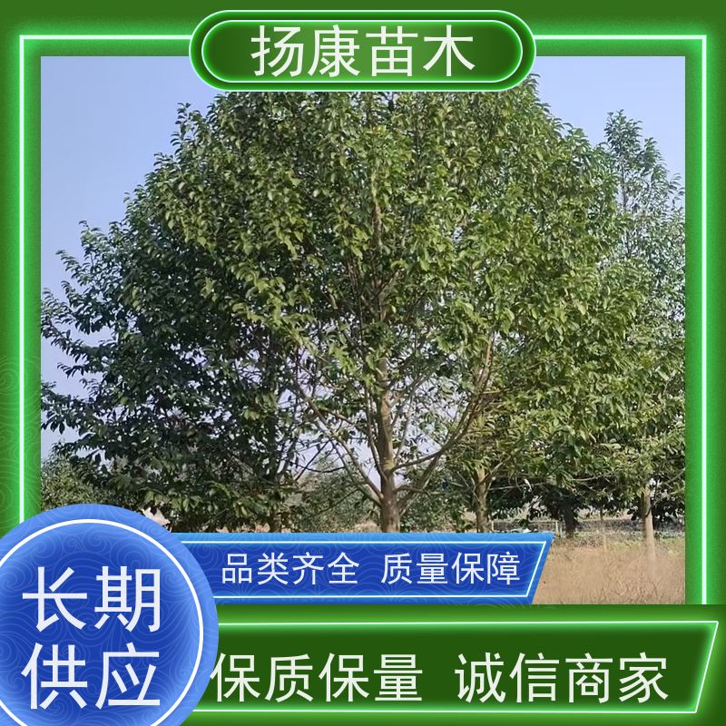 35公分乐昌含笑 园林庭院造景植物 适用性强 高成活率