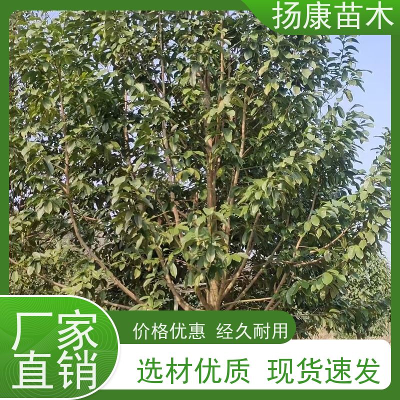 30公分乐昌含笑 竖形常绿灌木绿植适用于园林绿化 基地直供 