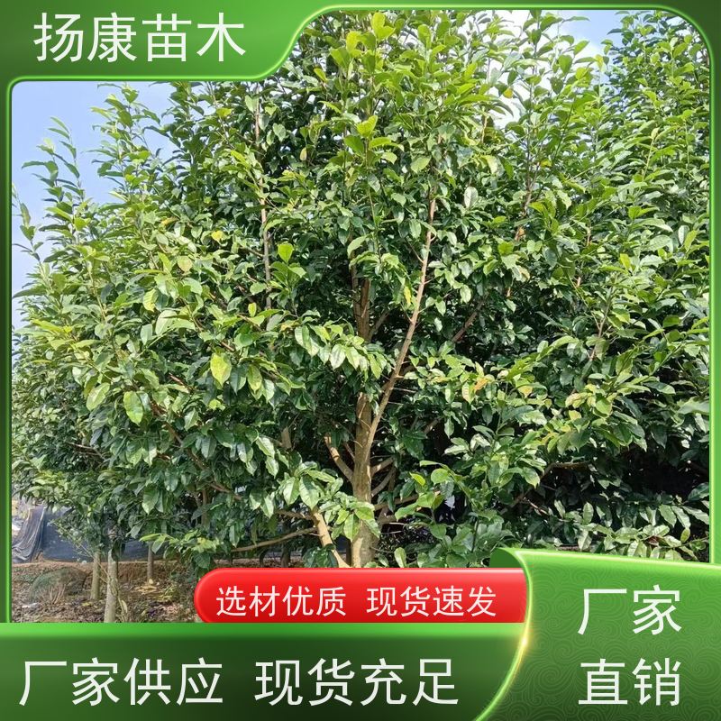 白兰树 行道树系列树种养护 树形优美 现挖现卖