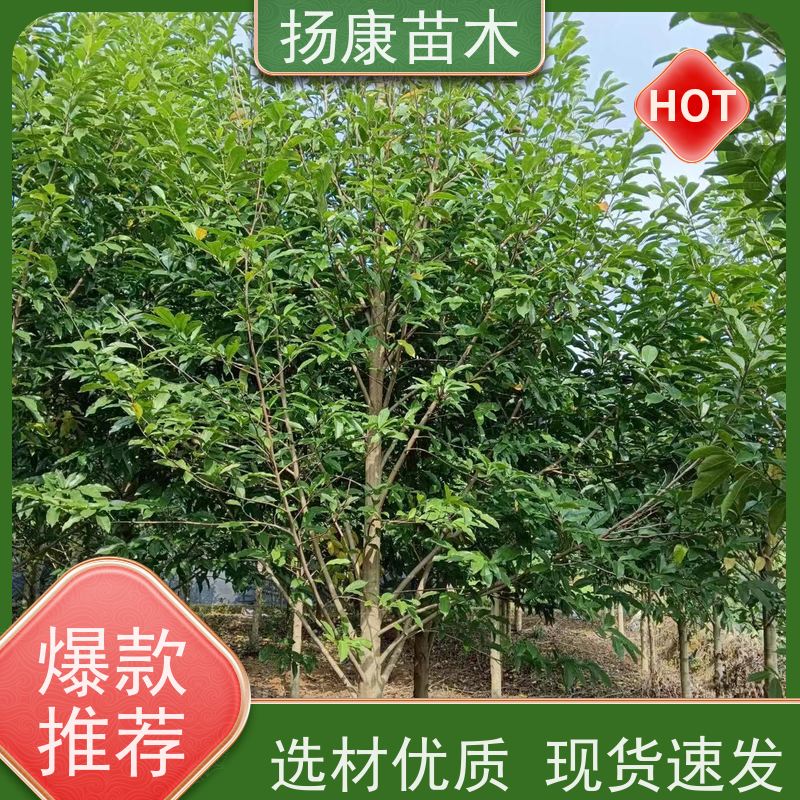 11公分乐昌含笑 行道树系列树种养护 优选常绿