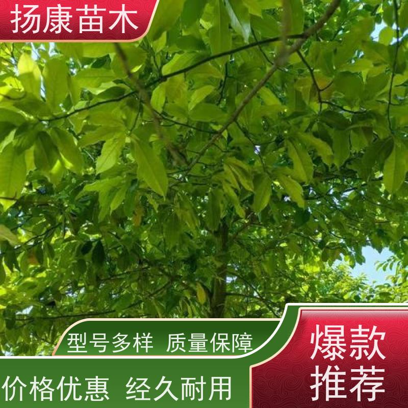 25公分乐昌含笑 树形优美 工厂绿化可用 苗木批发