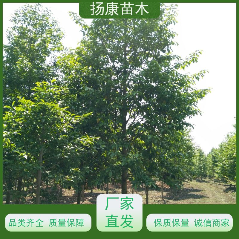 14公分乐昌含笑 园林景区栽植 精致美丽 源头厂家