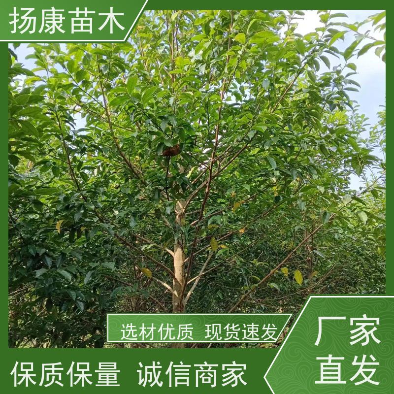 18公分全冠乐昌含笑 园林庭院造景植物 适用性强 源头厂家