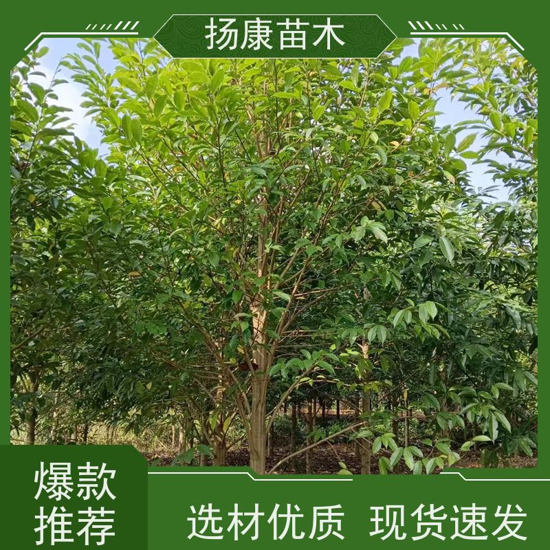 12公分乐昌含笑 枝叶繁茂 四季常青行道树 大量供应