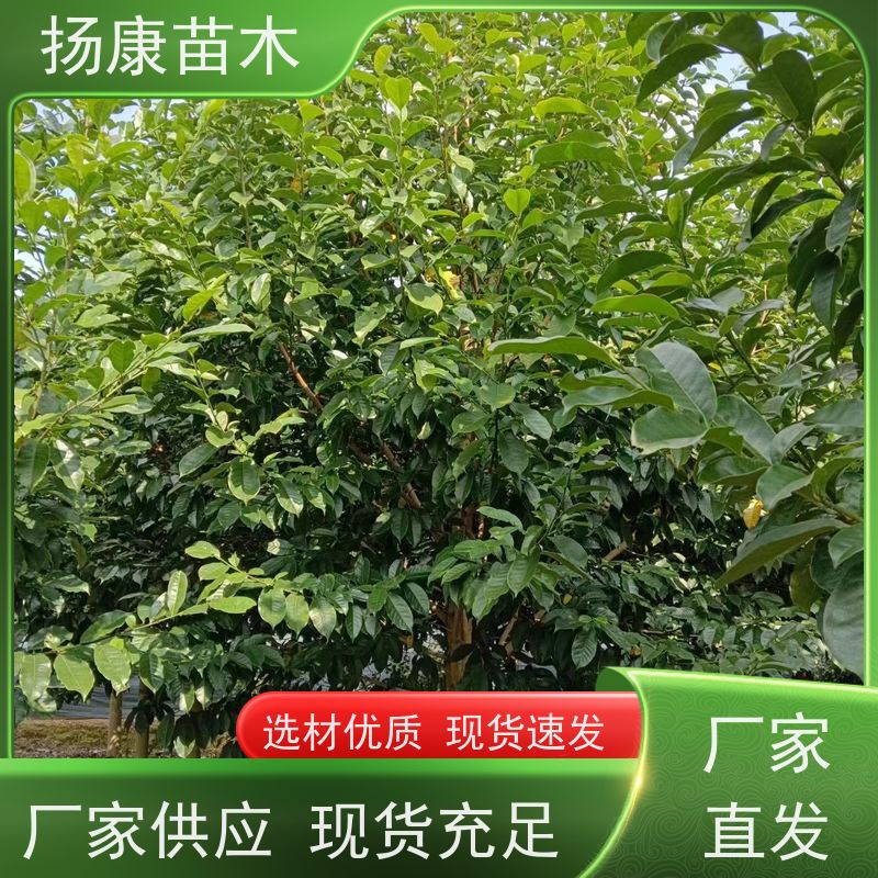 10公分乐昌含笑 园林庭院造景植物 适用性强 优选常绿