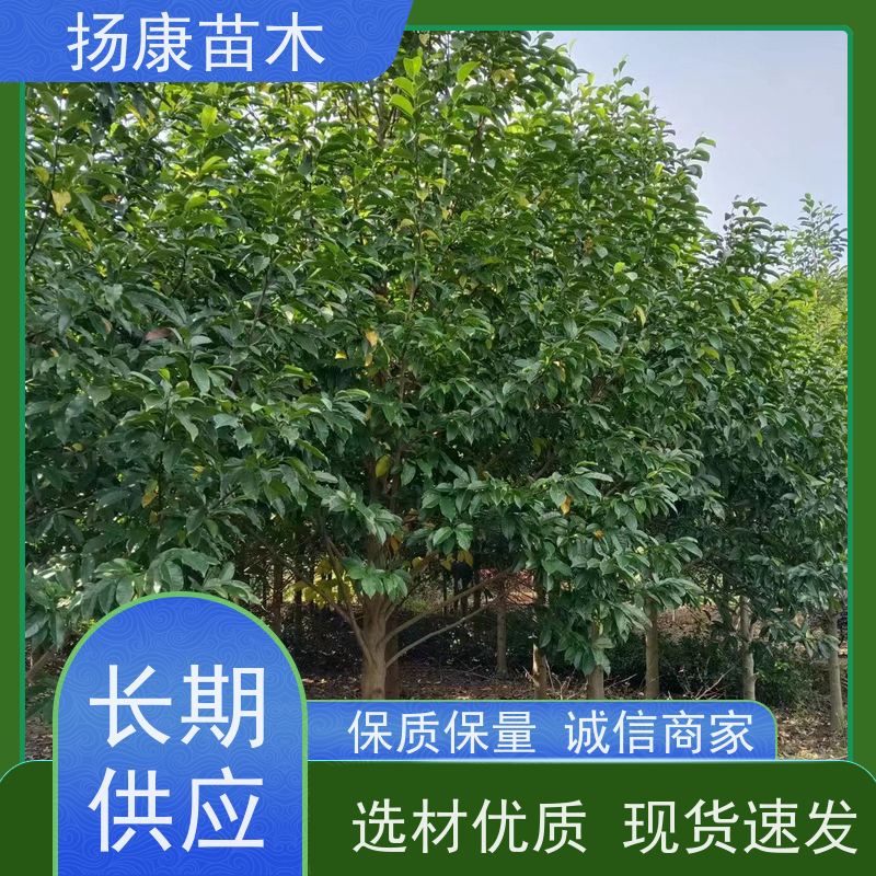 25公分乐昌含笑 花木基地 公园绿化行道树 苗木批发