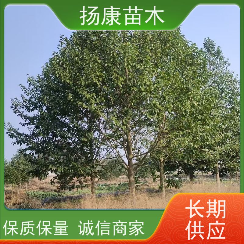 13公分乐昌含笑 竖形常绿灌木绿植适用于园林绿化 种植基地