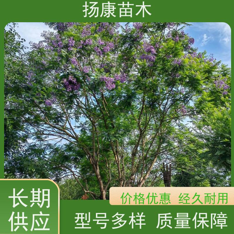 19公分乐昌含笑 树形优美 工厂绿化可用 种类齐全