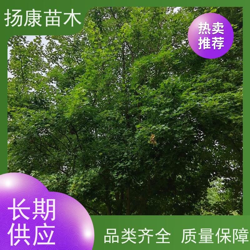 19公分乐昌含笑 花木基地 公园绿化行道树 批发销售