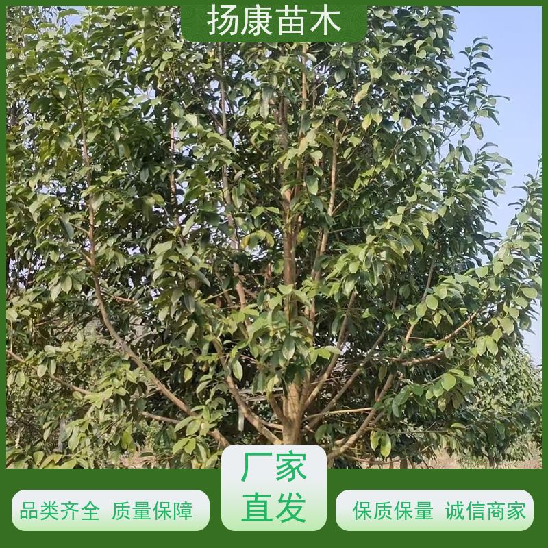 13公分乐昌含笑 行道树系列树种养护 苗木批发