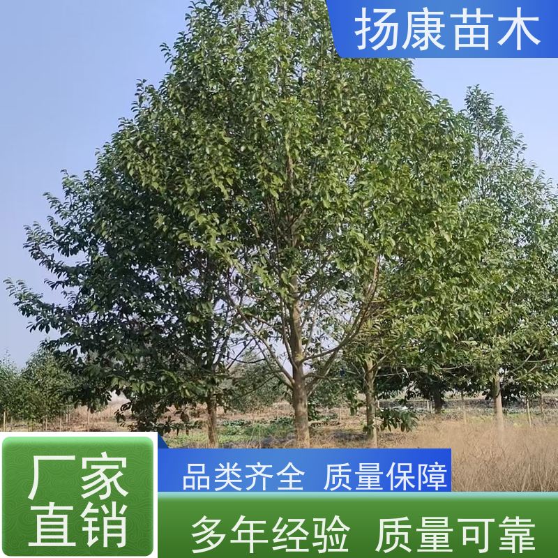40公分乐昌含笑 树形优美 工厂绿化可用 优选常绿