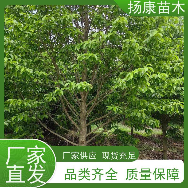 17公分乐昌含笑 行道树系列树种养护 源头厂家