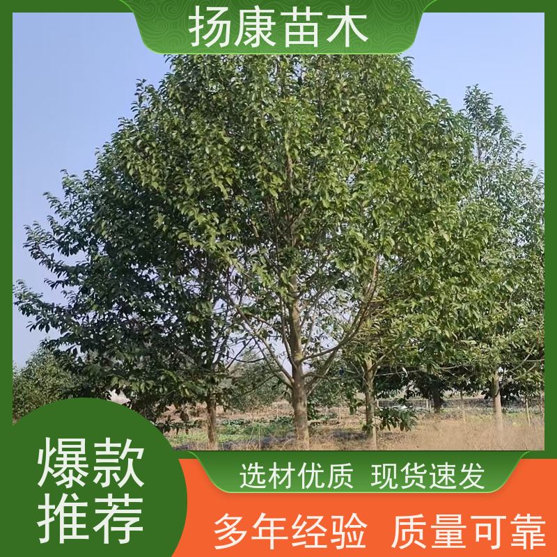 18公分乐昌含笑 枝叶繁茂 四季常青行道树 实地看苗 