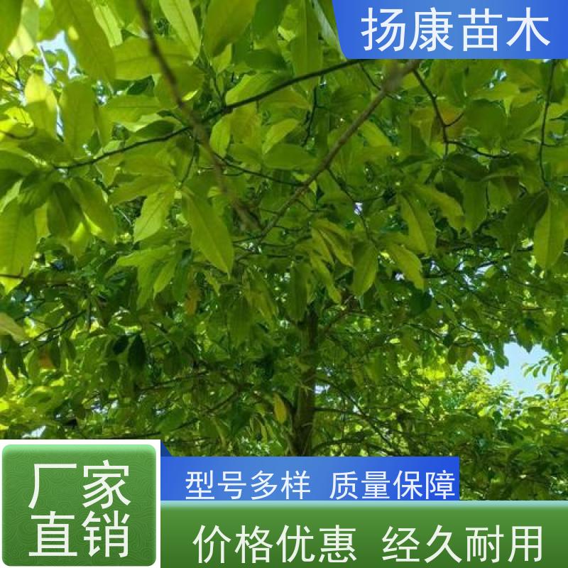 13公分乐昌含笑 树形优美 工厂绿化可用 种类齐全