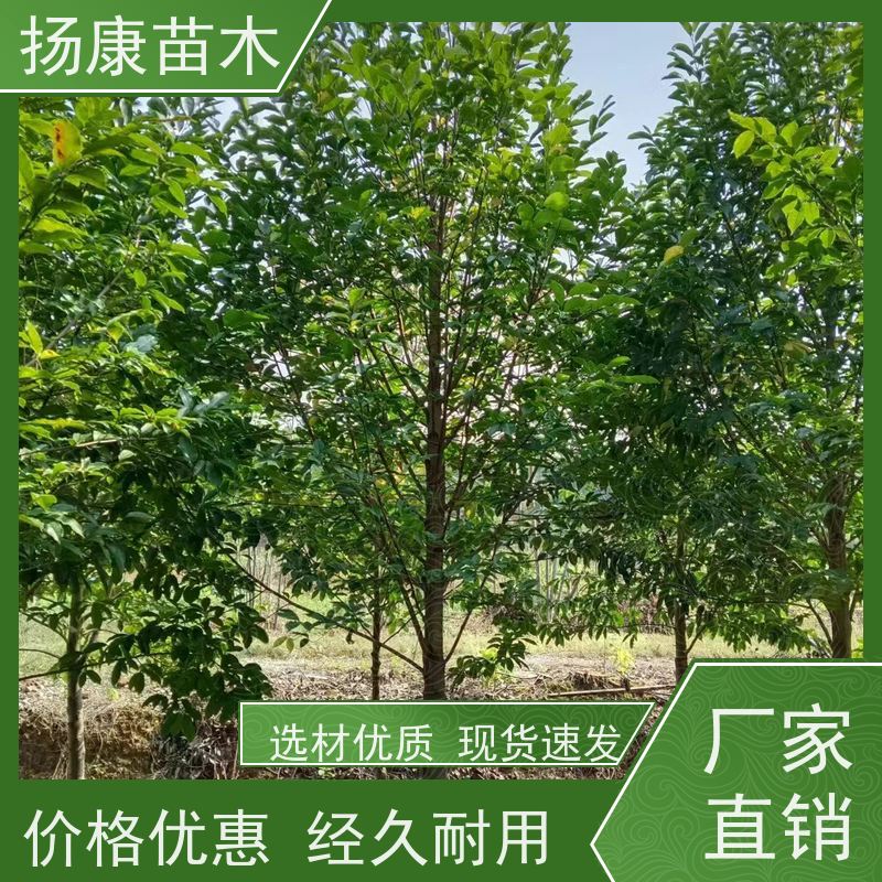 13公分乐昌含笑 行道树系列树种养护 源头厂家