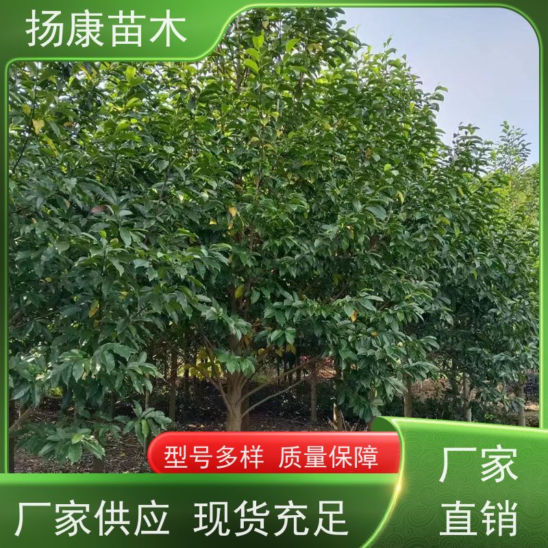 10公分乐昌含笑 行道树系列树种养护 树形优美 高成活率