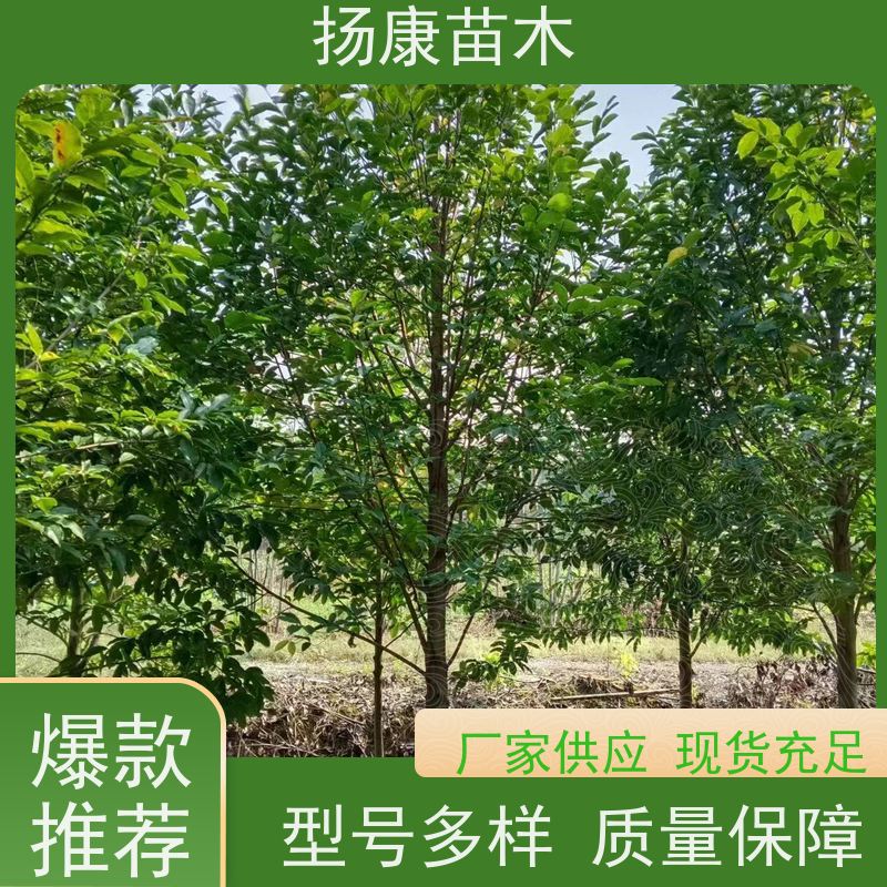 30公分乐昌含笑 枝叶繁茂 四季常青行道树 易成活