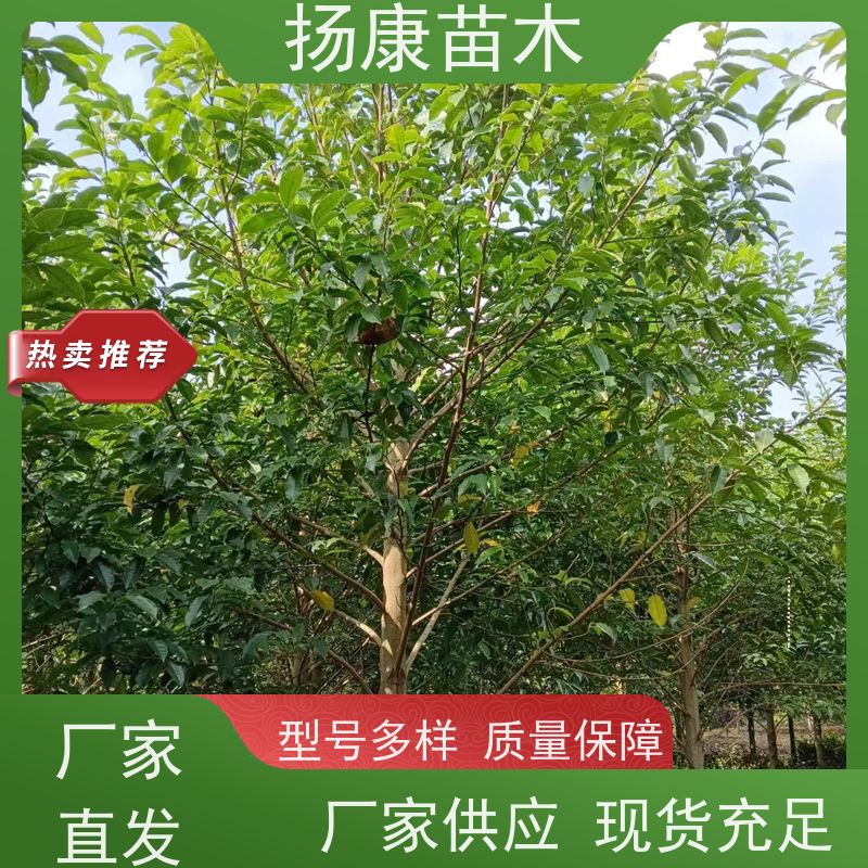 17公分乐昌含笑 树形优美 工厂绿化可用 基地直供 