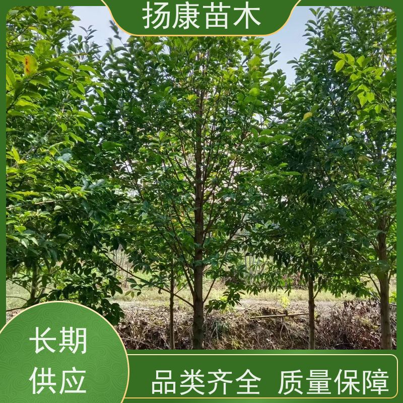 15公分乐昌含笑 公园绿化 露地种植 适应性强 基地直供 