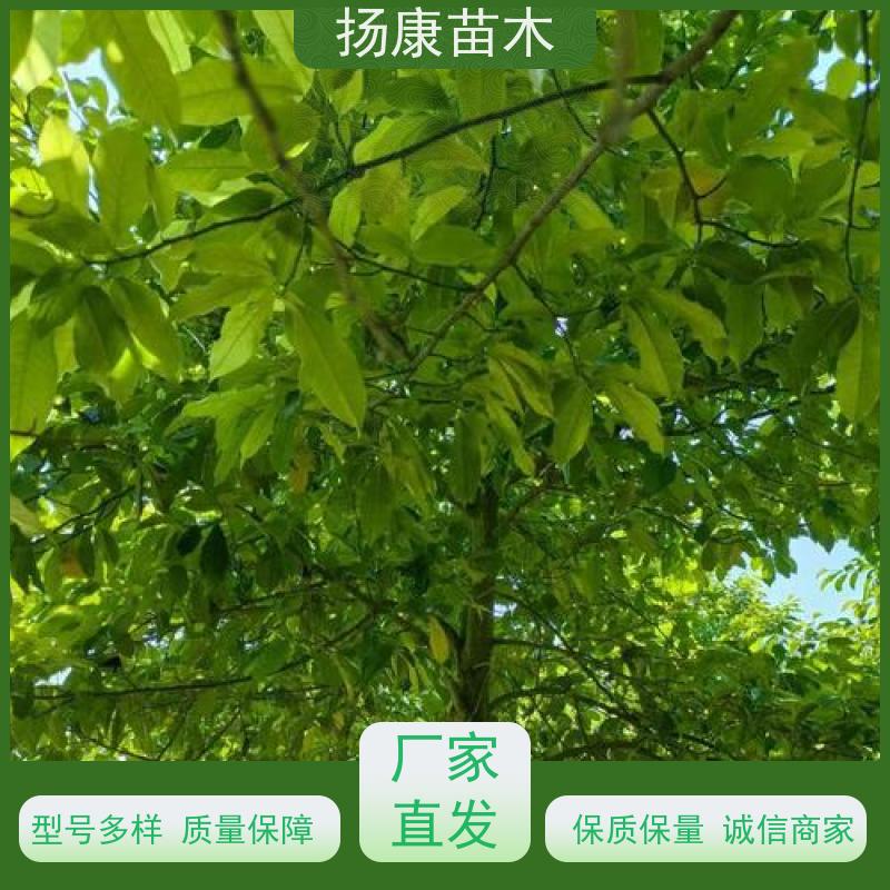 17公分乐昌含笑 行道树系列树种养护 规格齐全