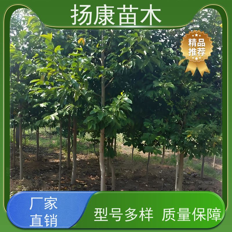 40公分乐昌含笑 行道树系列树种养护 树形优美 实地看苗 