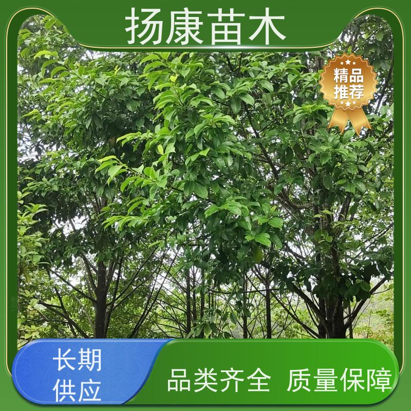 8公分乐昌含笑 公园绿化 露地种植 适应性强 种类齐全
