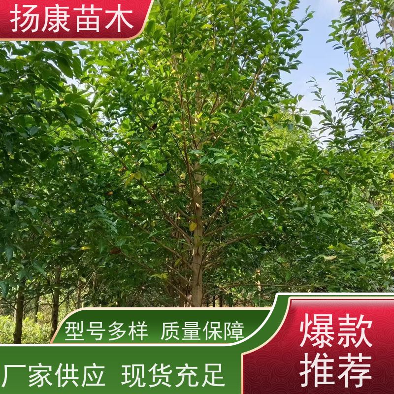 9公分乐昌含笑 园林景区栽植 精致美丽 培育基地
